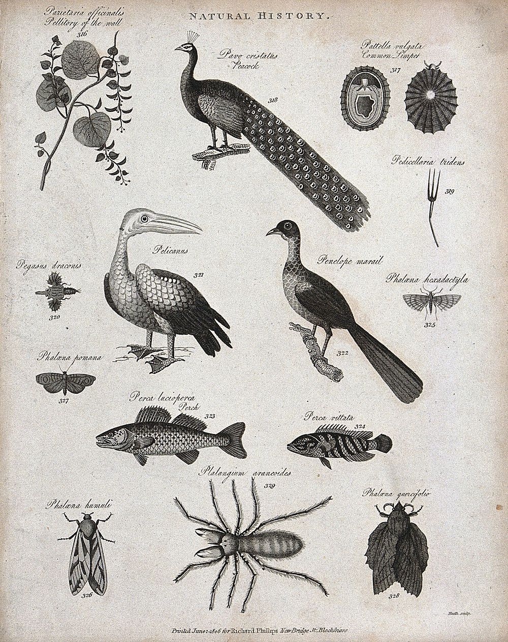 Above, two perches, two insects and a hairy spider. Engraving by Heath.llitory of the wall, a peacock, a limpet, the stalk…