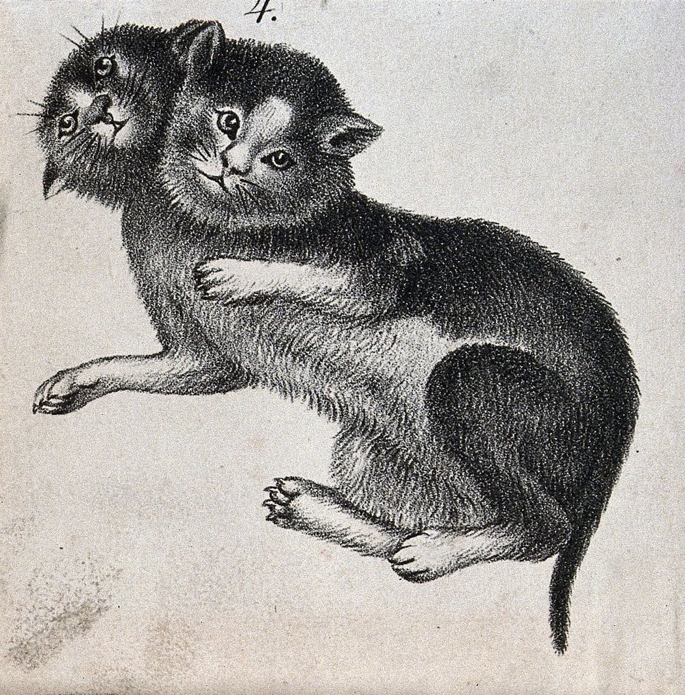 Cat with congenital defects (two heads). Lithograph.