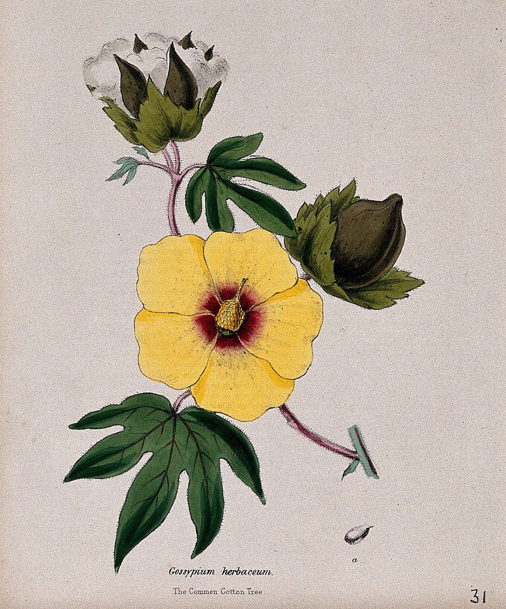 Cotton tree (Gossypium herbaceum): flower, fruits and seed. Coloured zincograph, c. 1853, after M. Burnett.