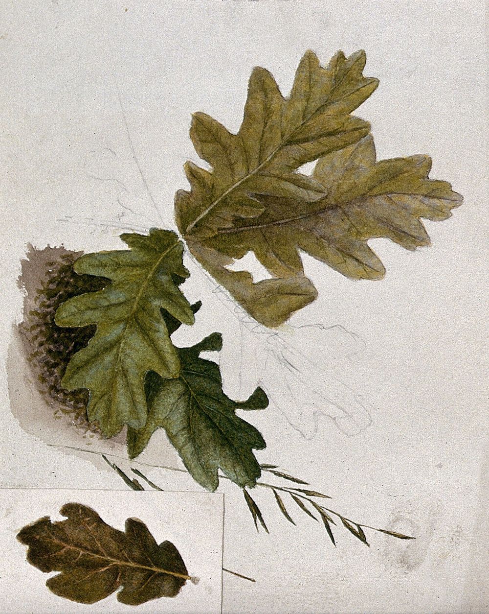 Leaves of oak (Quercus species). Watercolour drawings.
