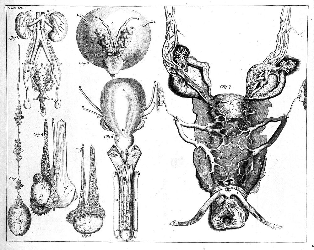 Parts of genito-urinary system