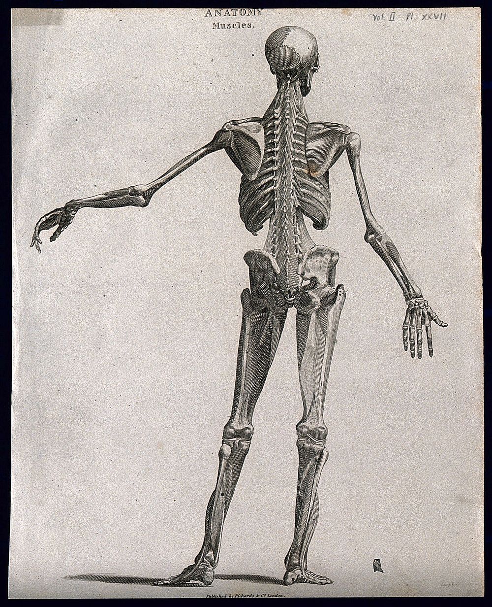 An écorché showing bones, with left arm extended to the side, seen from behind. Line engraving by Campbell, 1816/1821.