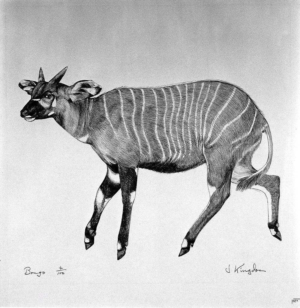 An antelope (bongo). Lithograph by Jonathan Kingdon.