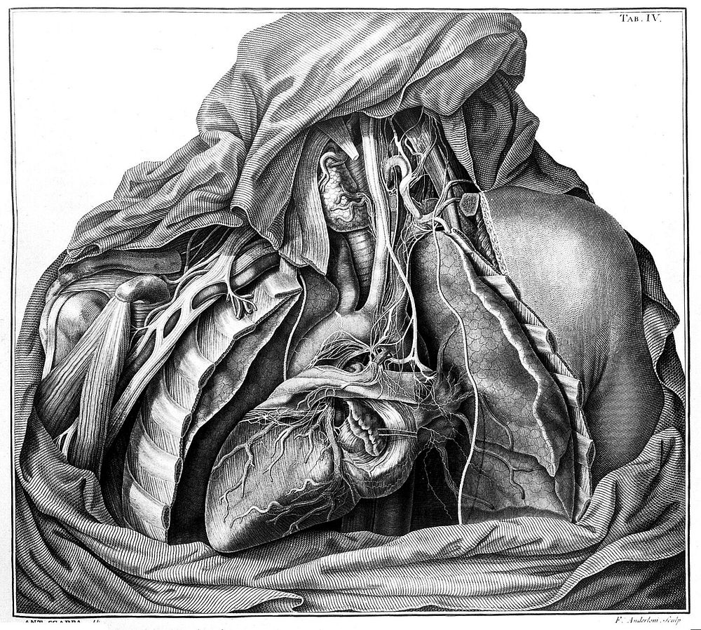 Tabulae nevrologicae ad illustrandam historiam anatomicam cardiacorum nervorum, noni nervorum cerebri, glossopharyngaei, et…