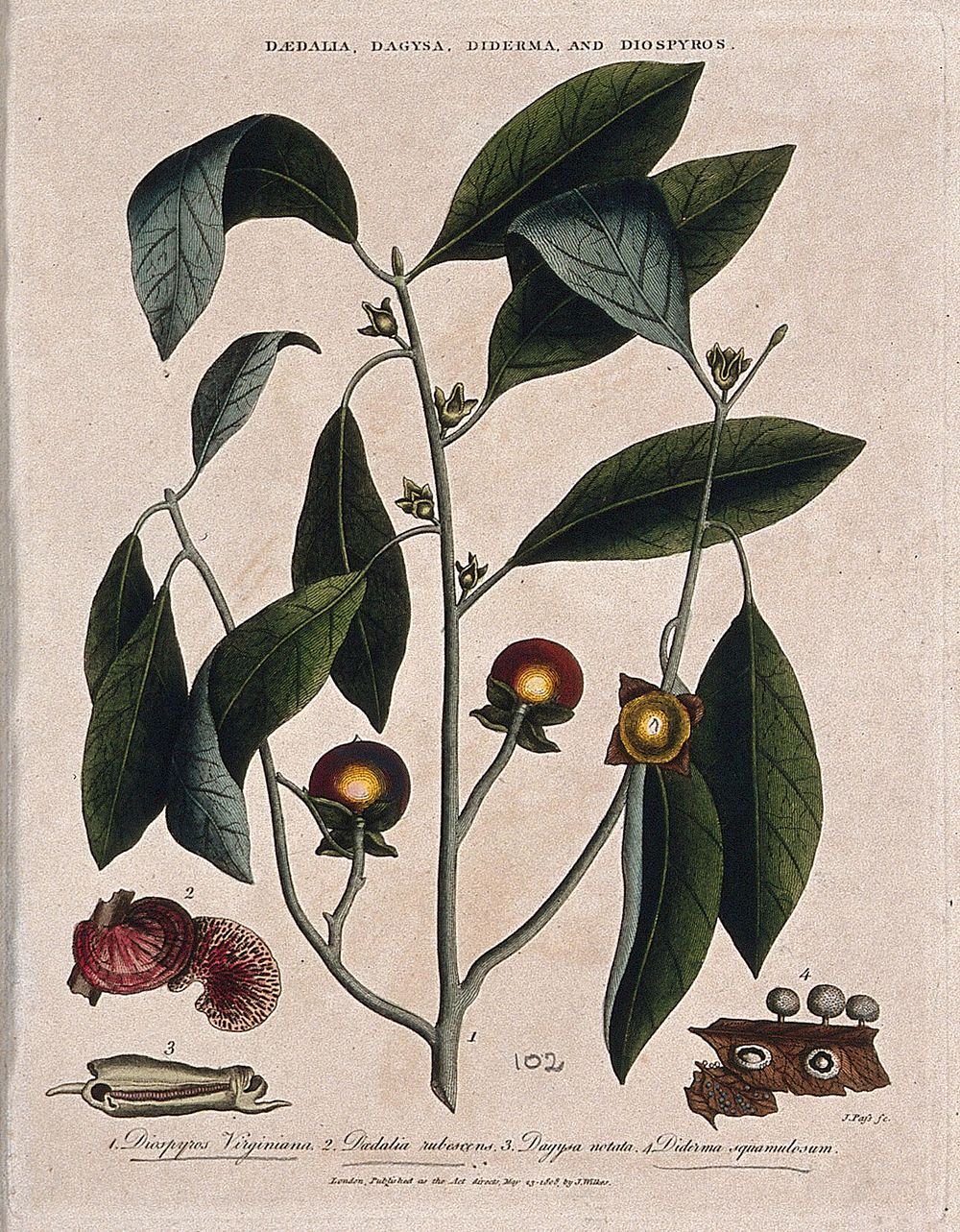 A fruiting branch of common persimmon tree (Diospyros virginiana) with two fungi. Coloured etching by J. Pass, c. 1808…