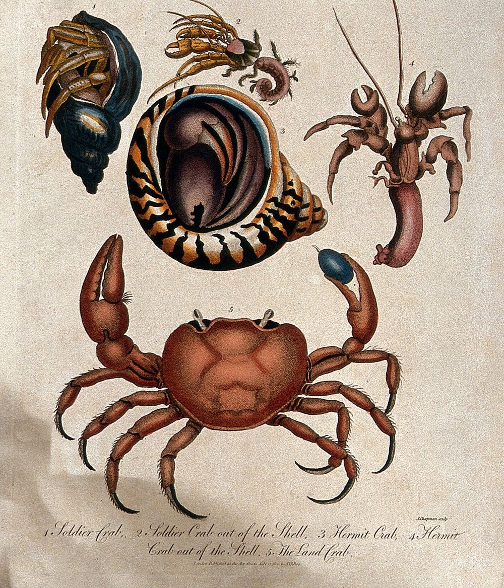 The soldier crab, in its shell and out of its shell;; the hermit crabin its shell and out of its shelll; bottom, the land…