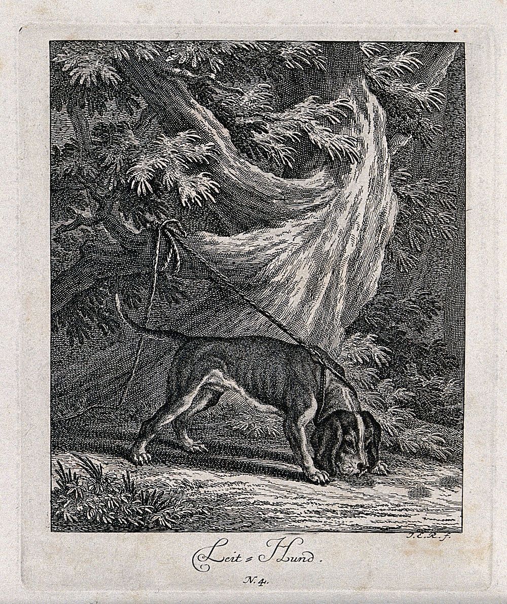 A lead dog is sniffing the ground before a tree to which it is tied to with a leash. Etching by J. E. Ridinger.