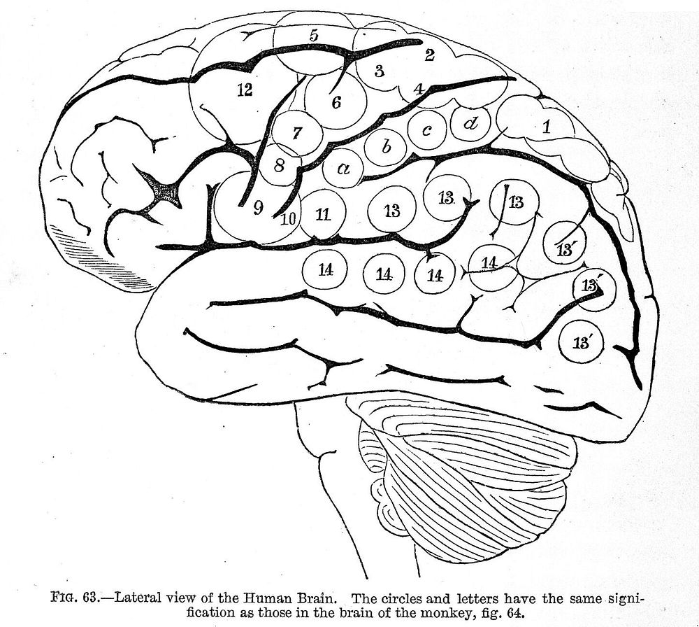 Internal view of the human brain, "The functions of the brain", Ferrier 1876