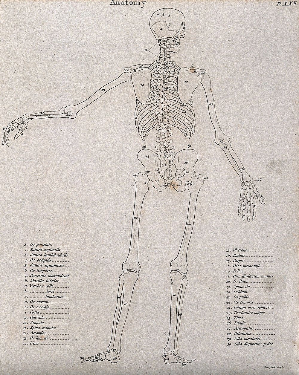 Skeleton: seen from behind, diagram showing the outlines of the bones. Line engraving by Campbell, 1816/1821.