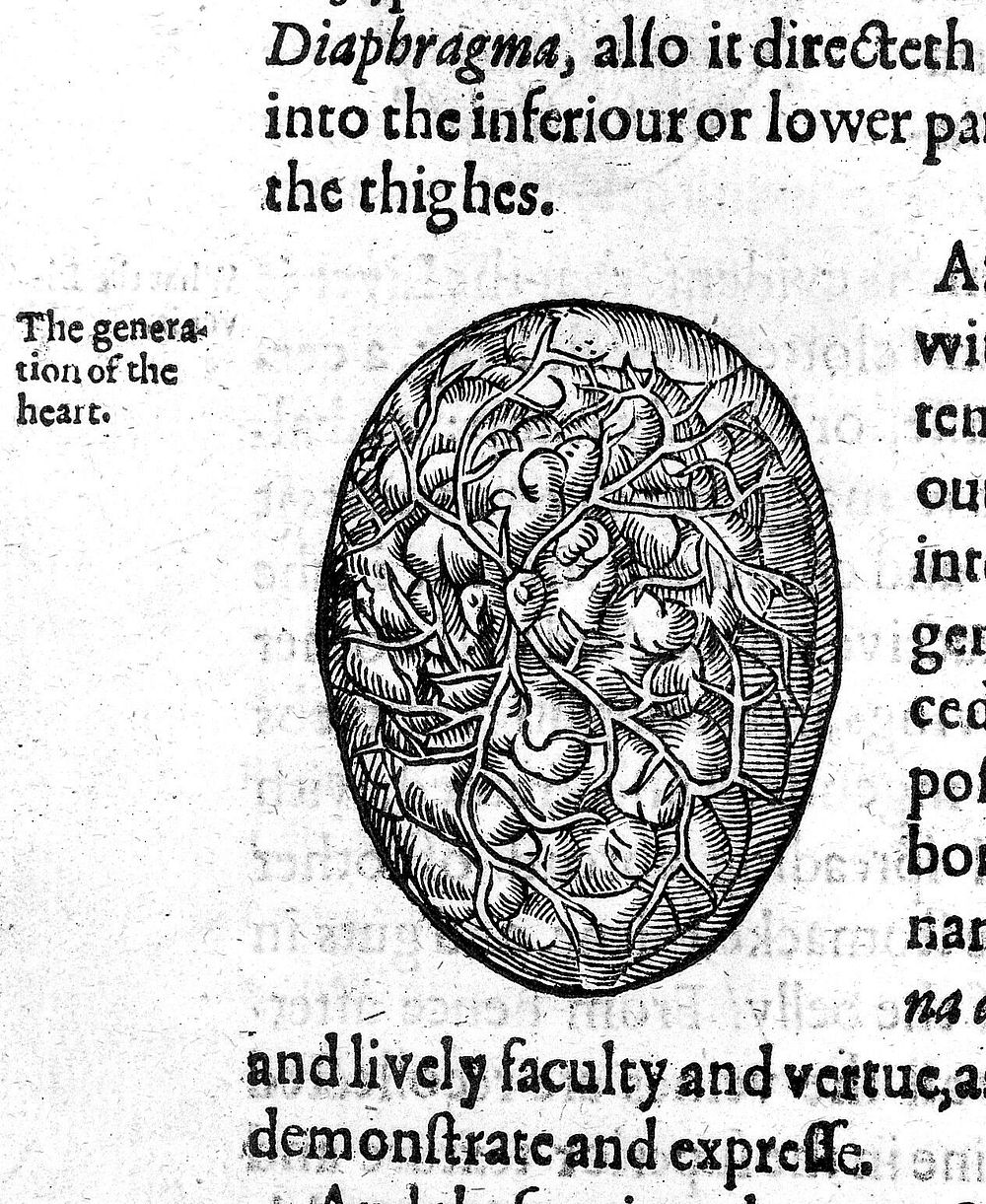 The expert midwife, or an excellent and most necessary treatise of the generation and birth of man ... Also the causes…