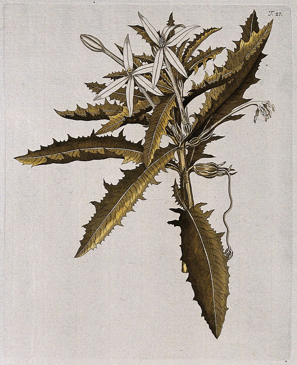 A species of the genus Lobelia: flowering stem. Coloured engraving after F. von Scheidl, 1770.