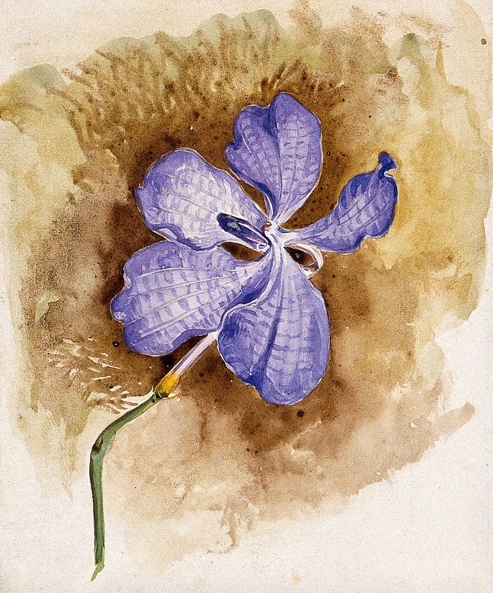 An orchid flower. Watercolour.