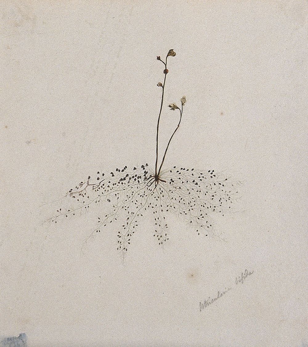 A plant (Utricularia bifida) related to bladderwort: flowering stem. Watercolour.