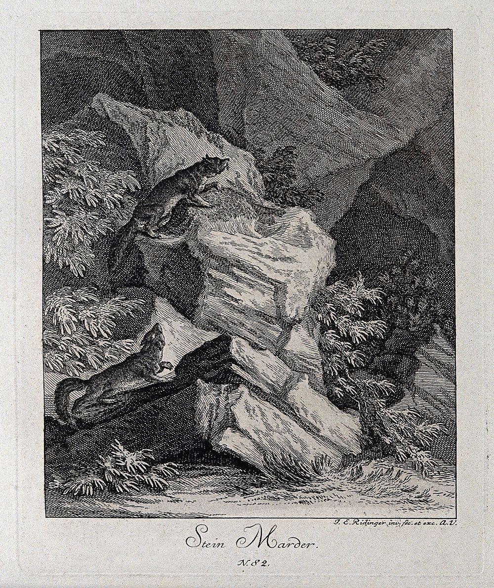 Two stone martens in a rocky landscape. Etching by J. E. Ridinger.