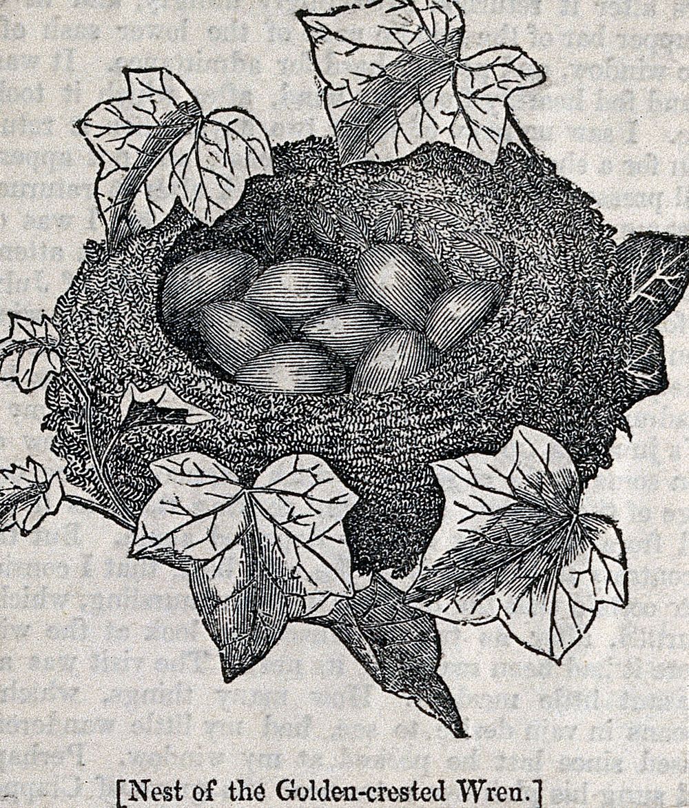 The nest and clutch of eggs of a wren. Wood engraving, ca. 1850.