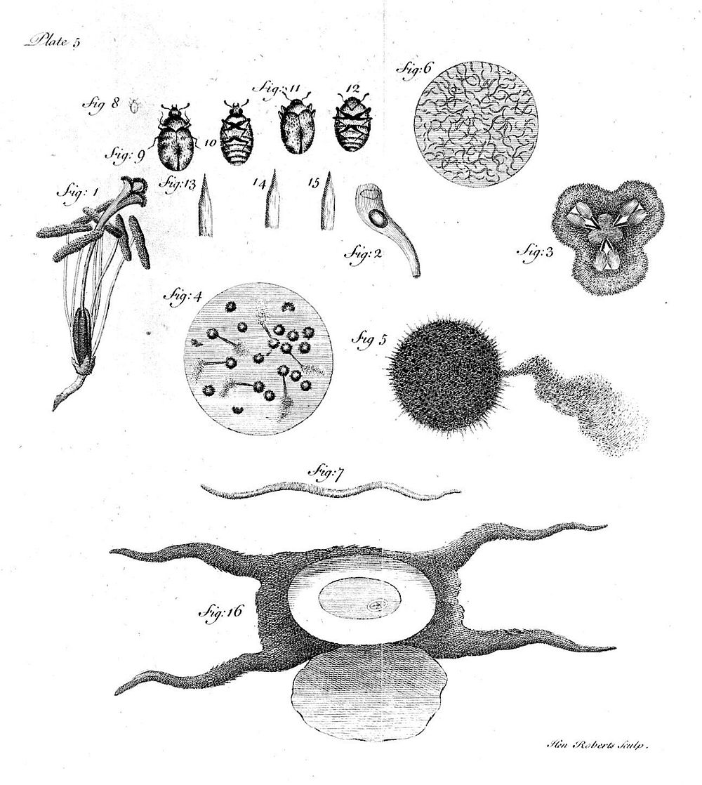 An account of some new microscopical discoveries founded on an examination of the calamary and its ... milt-vessels ...…