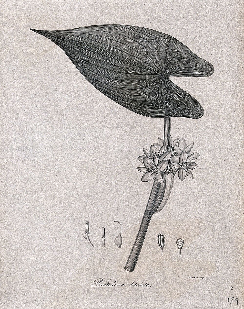 Pontederia dilata: flowering stem with separate floral segments. Line engraving by Mackenzie, c.1795.