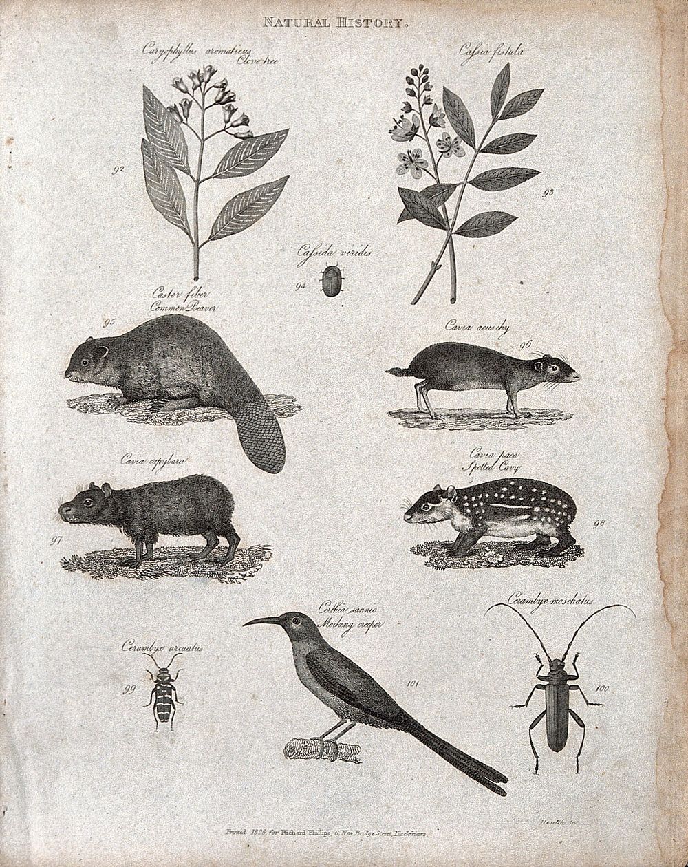 Above, a sprig of a clove tree, a beetle, two sprigs of a cassia tree bearing leaves from which senna is extracted, a beaver…
