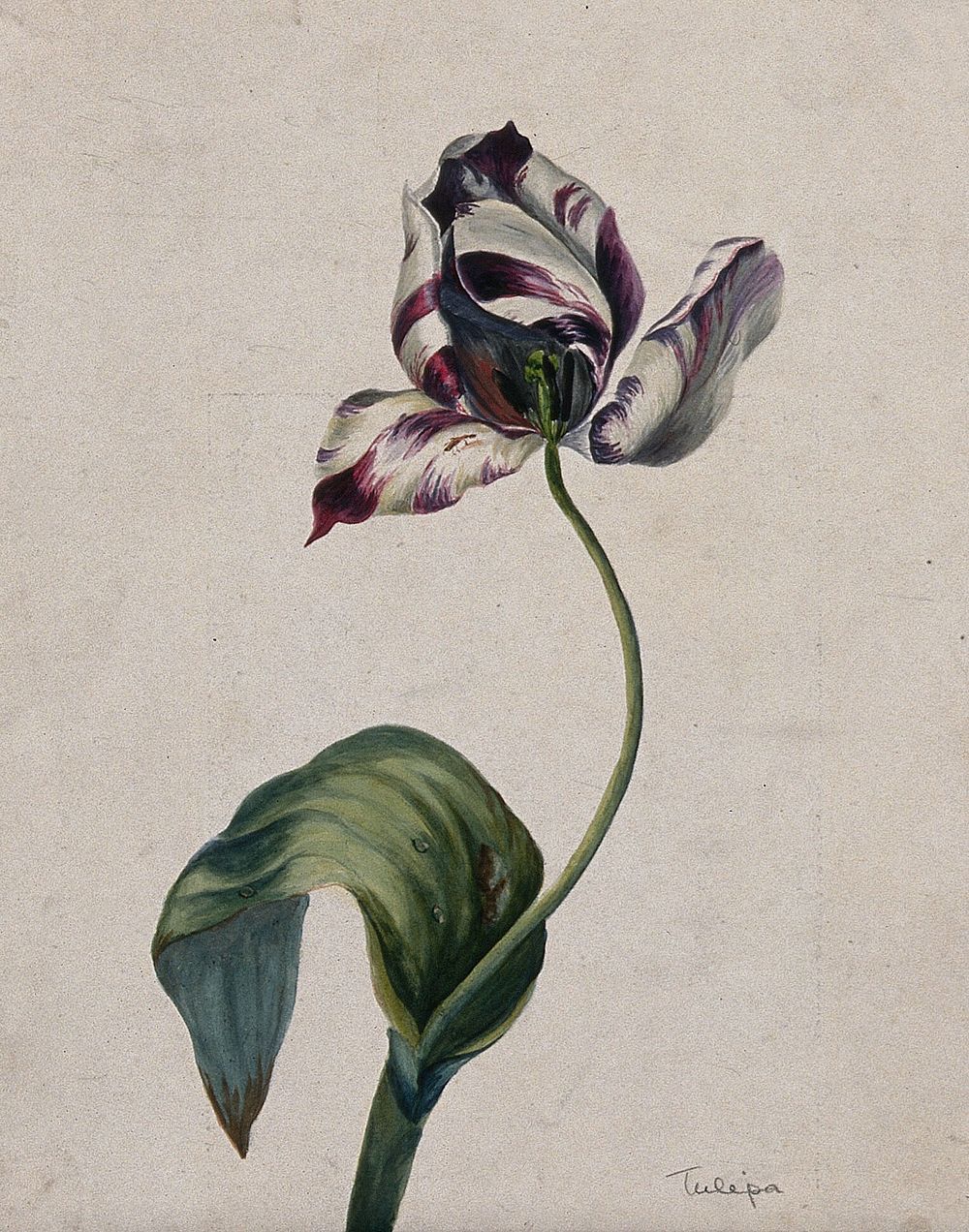 Purple striped tulip (Tulipa species): flower and leaves. Watercolour.