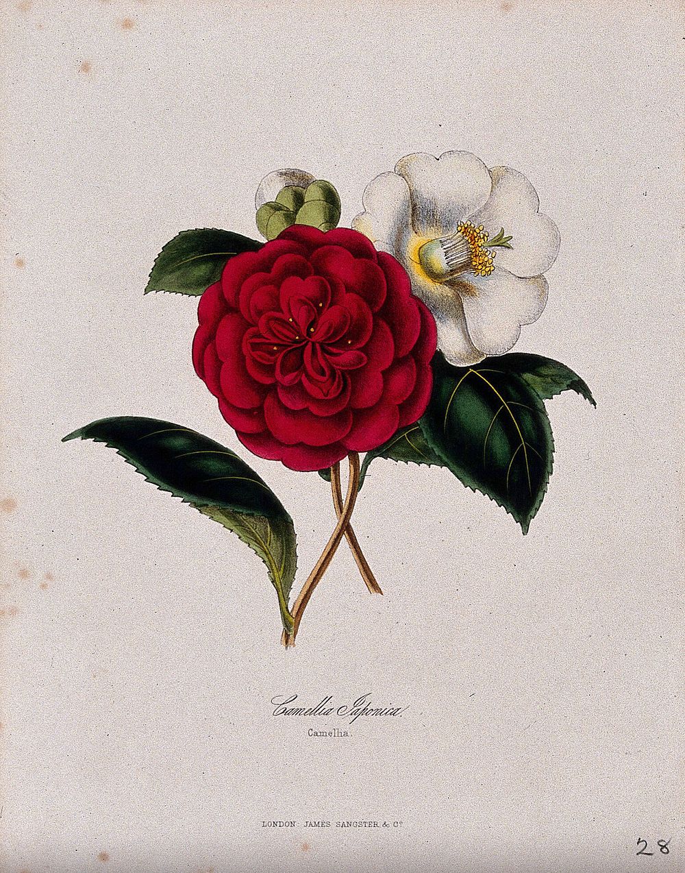 A camellia (Camellia japonica): a double red and single white flower. Coloured zincograph, c. 1853, after M. Burnett.