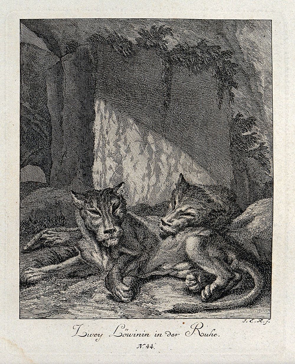 Two resting lionesses. Etching by J. E. Ridinger.