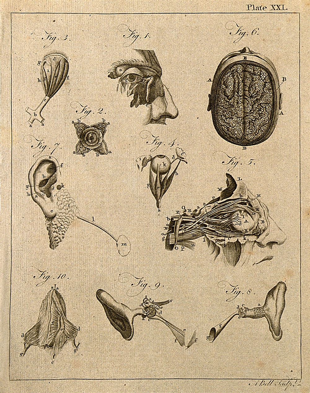 Brain and sensory organs: ten figures showing dissections of the brain, eye and ear. Line engraving by A. Bell, 1771/1783.
