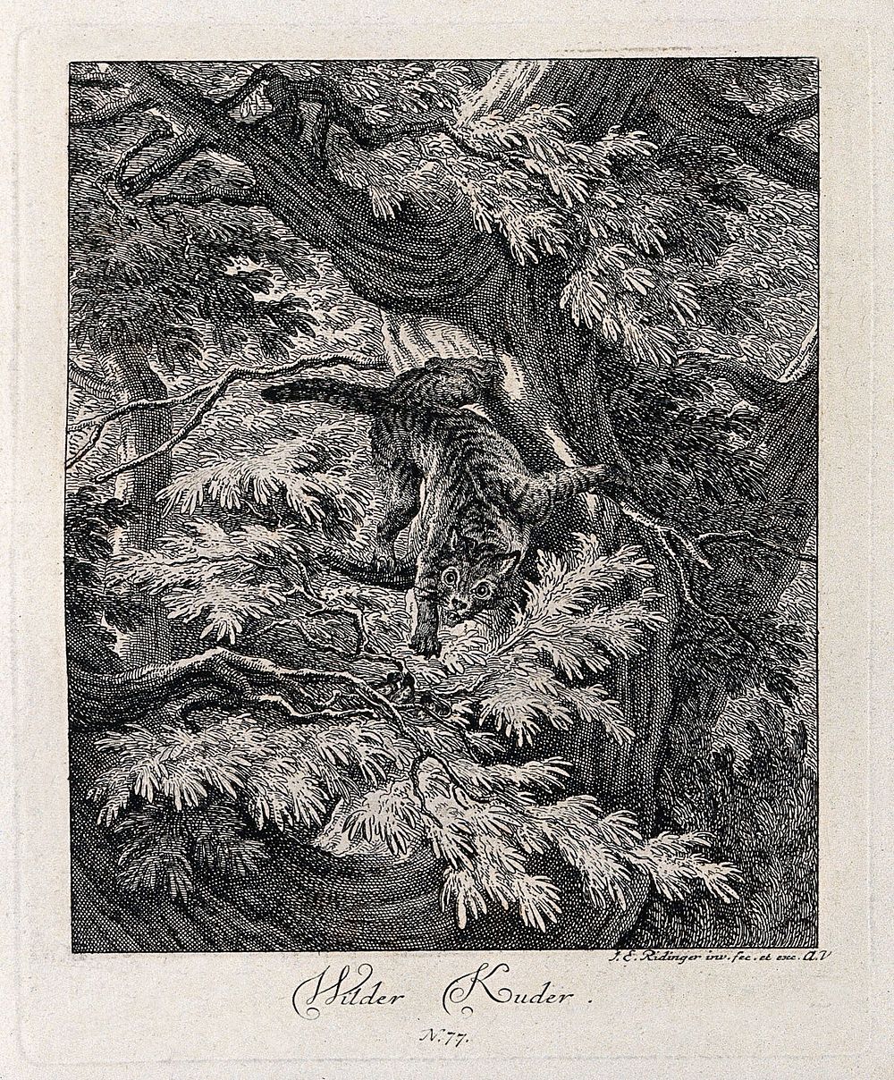 A wild cat climbing down a tree in a forest. Etching by J. E. Ridinger.
