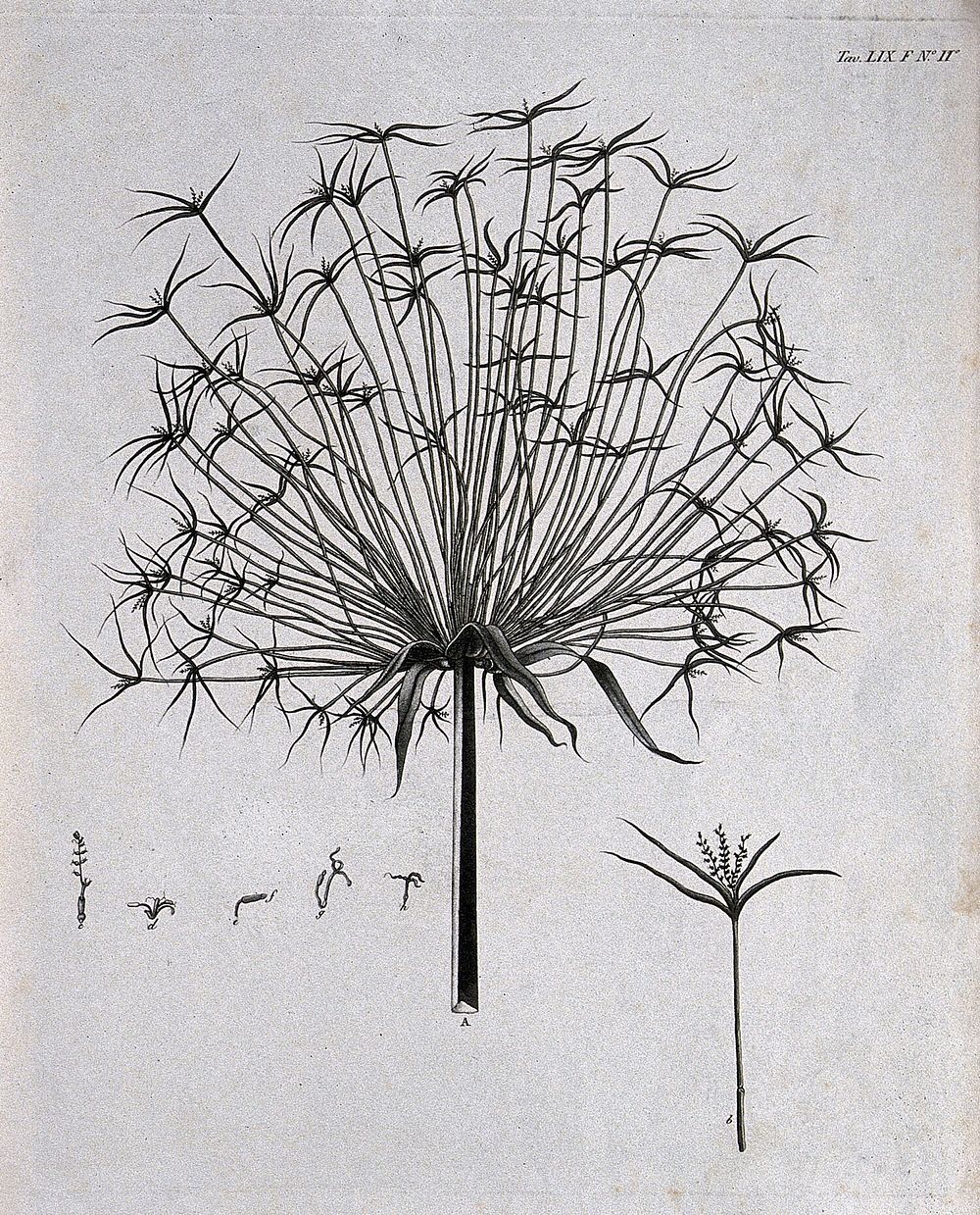 A plant (Cyperus species): inflorescence with separate floral segments. Aquatint.