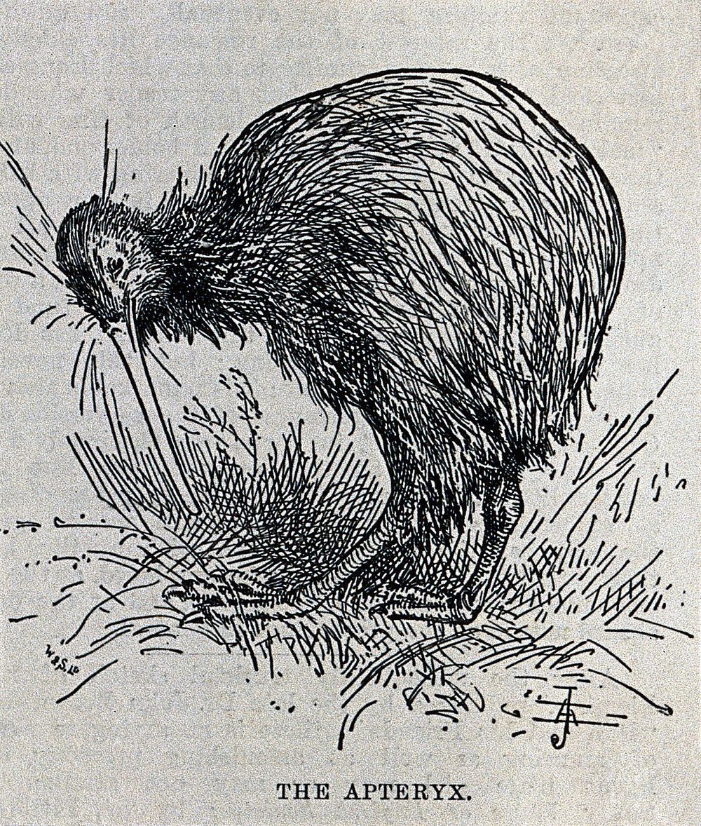 A kiwi. Wood engraving by W. & S. Ltd.
