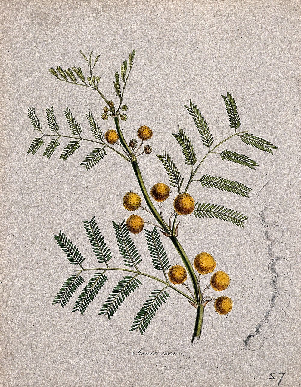 Egyptian gum arabic (Acacia nilotica): flowering stem with separate seed pod. Coloured lithograph after M. A. Burnett, c.…