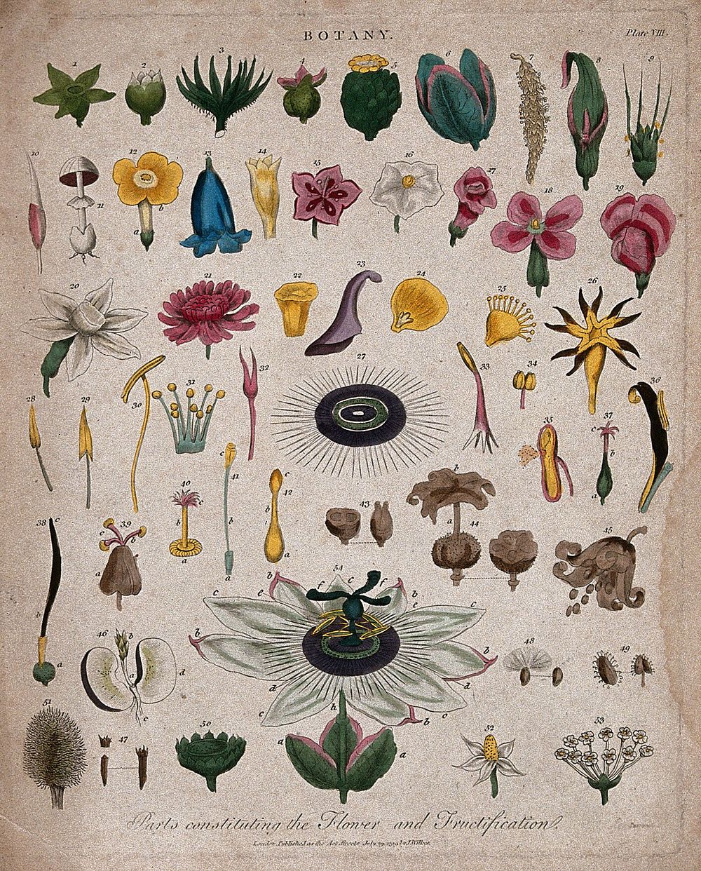 Fifty-four flowers, fruit and floral segments of different forms. Coloured etching by J. Pass, c. 1799.