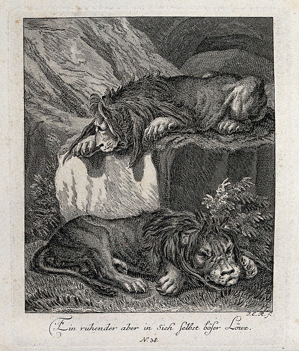 Two resting lions: one is sitting on a rock, the other one lying on the ground. Etching by J. E. Ridinger.