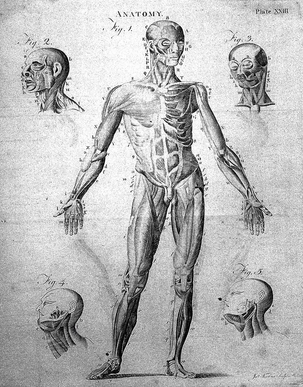 A compendious system of anatomy. In six parts. I. Osteology. II. Of the muscles, &c. III. Of the abdomen. IV. Of the thorax.…