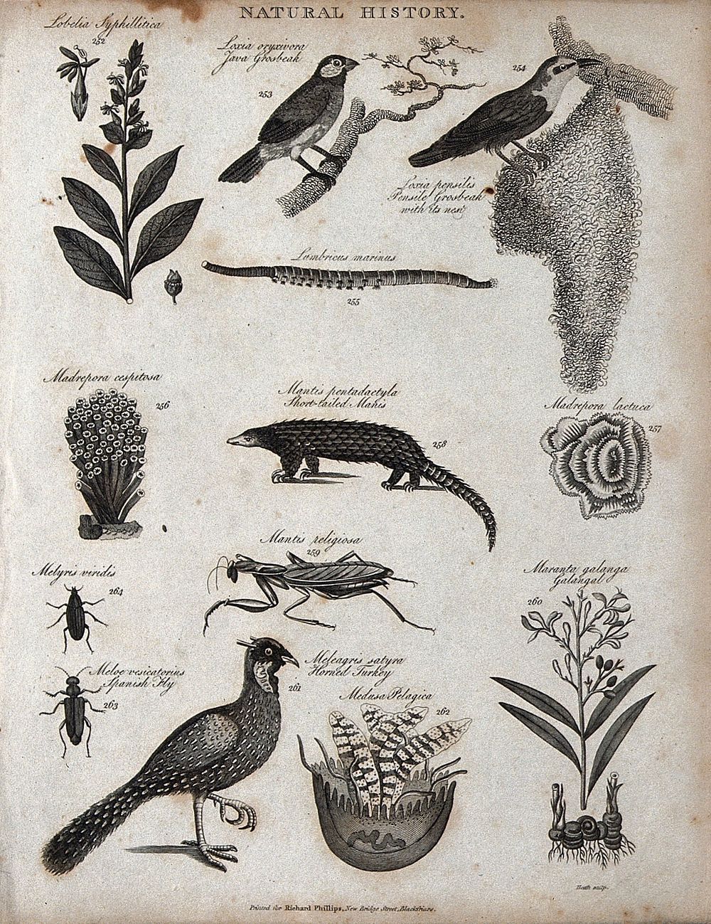 Above, a sprig and flowers of a lobelia, two grosbeaks with a nest, an earthworm, a madrepore , a manis, and a madrepore…
