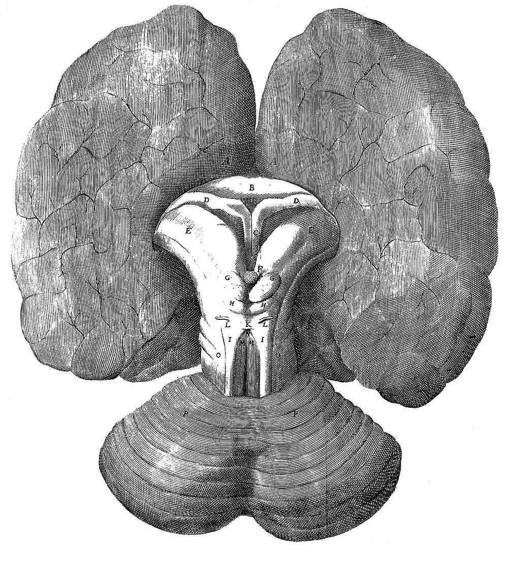 T. Willis "cerebri anatome", 1664: illustration