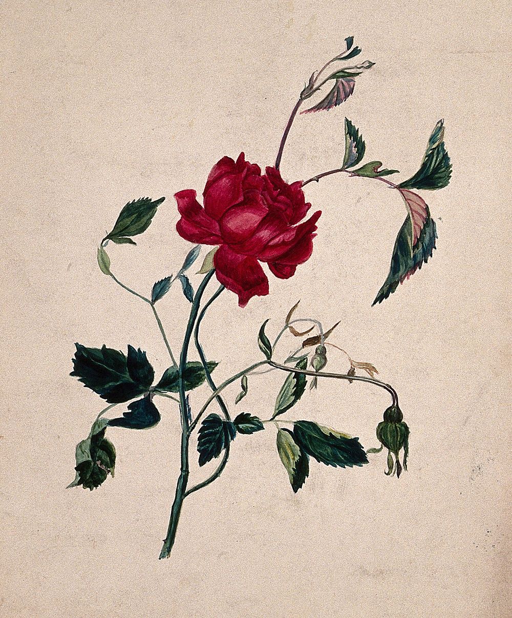 A rose (Rosa species): flowering stem. Watercolour.
