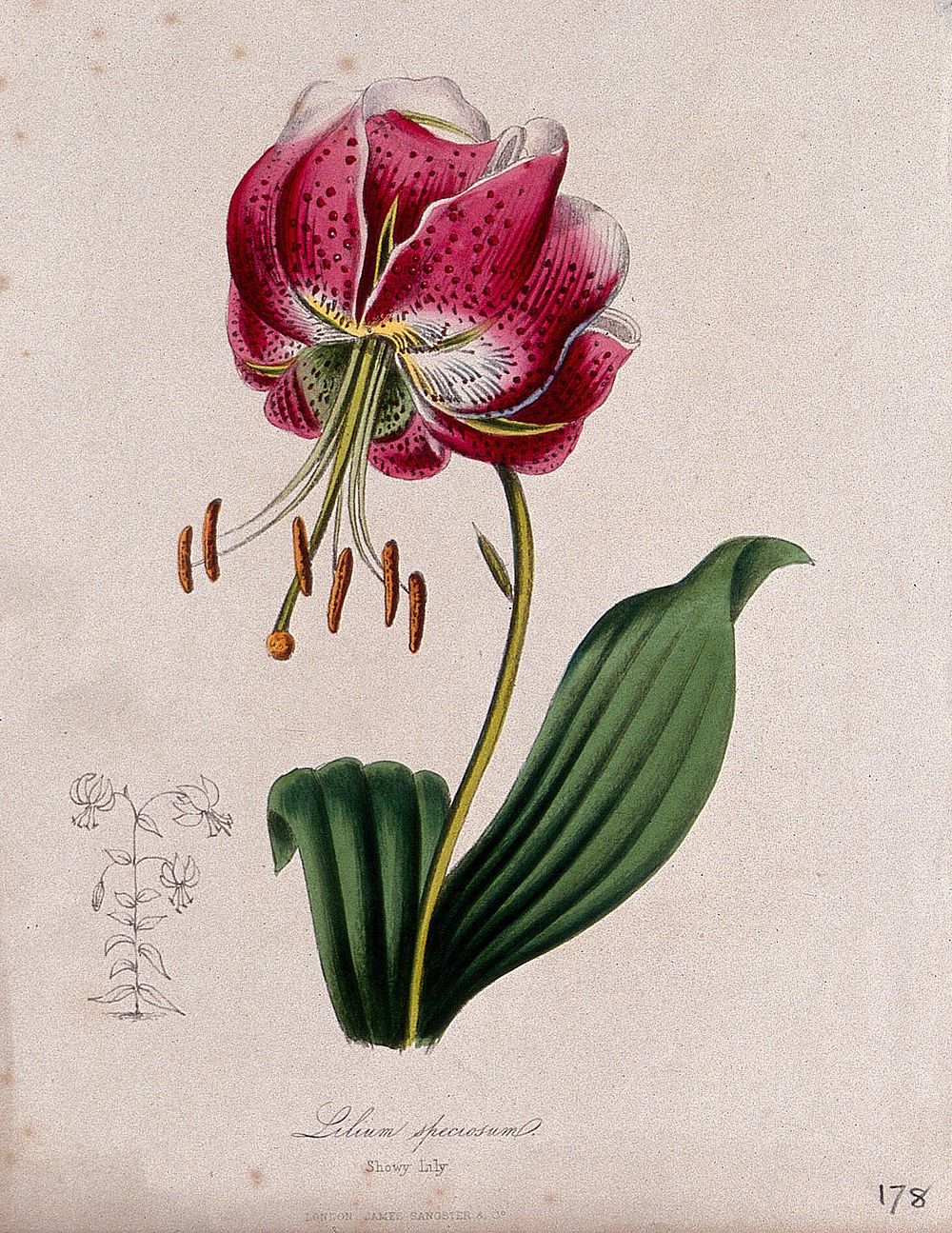 A lily (Lilium species): flower and leaves. Coloured zincograph, c. 1853, after M. Burnett.