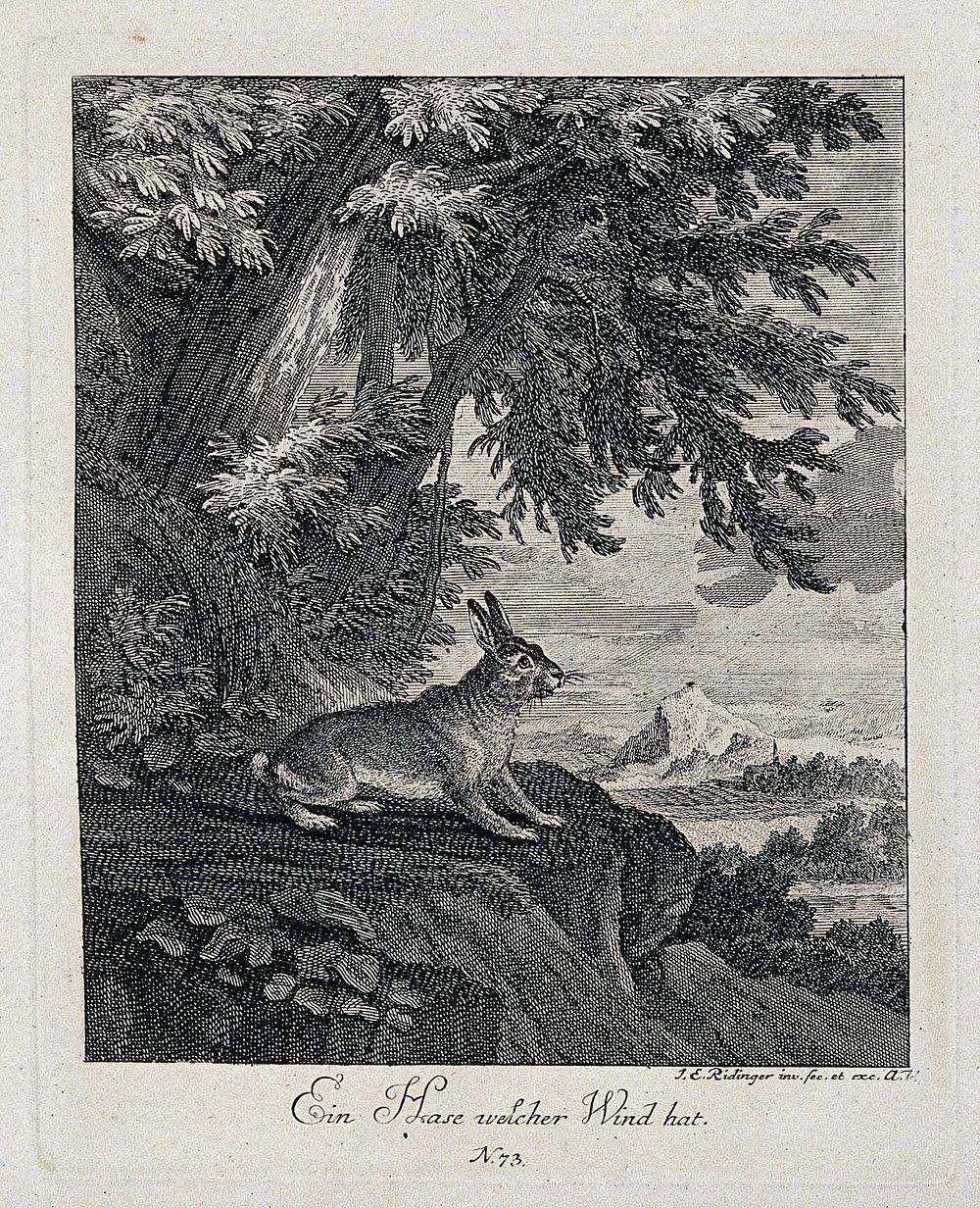A hare standing on a rock outside a forest overlooking the countryside. Etching by J. E. Ridinger.