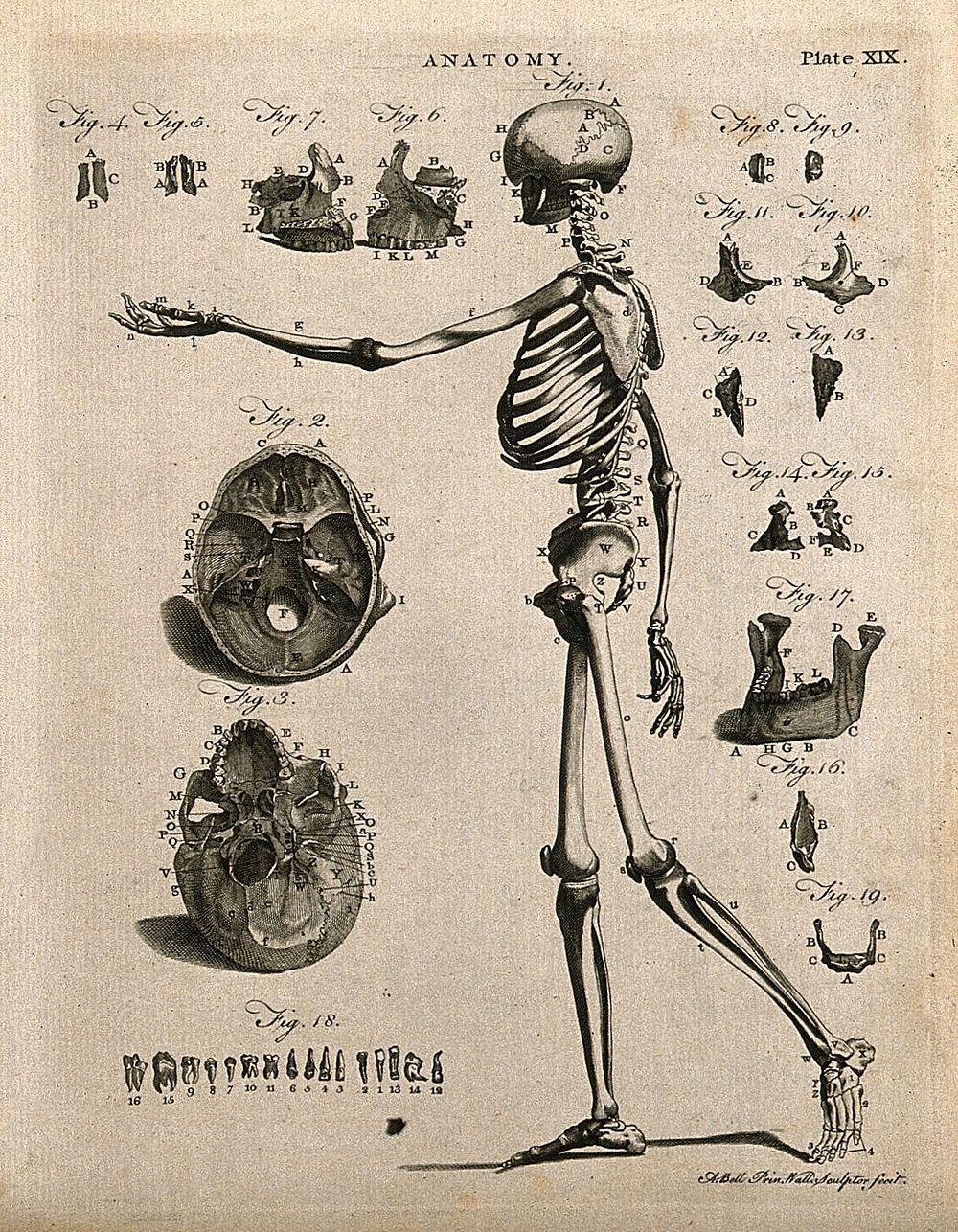 Skeleton with left arm extended, side view, with eighteen further figures of skull bones and teeth. Line engraving by A.…
