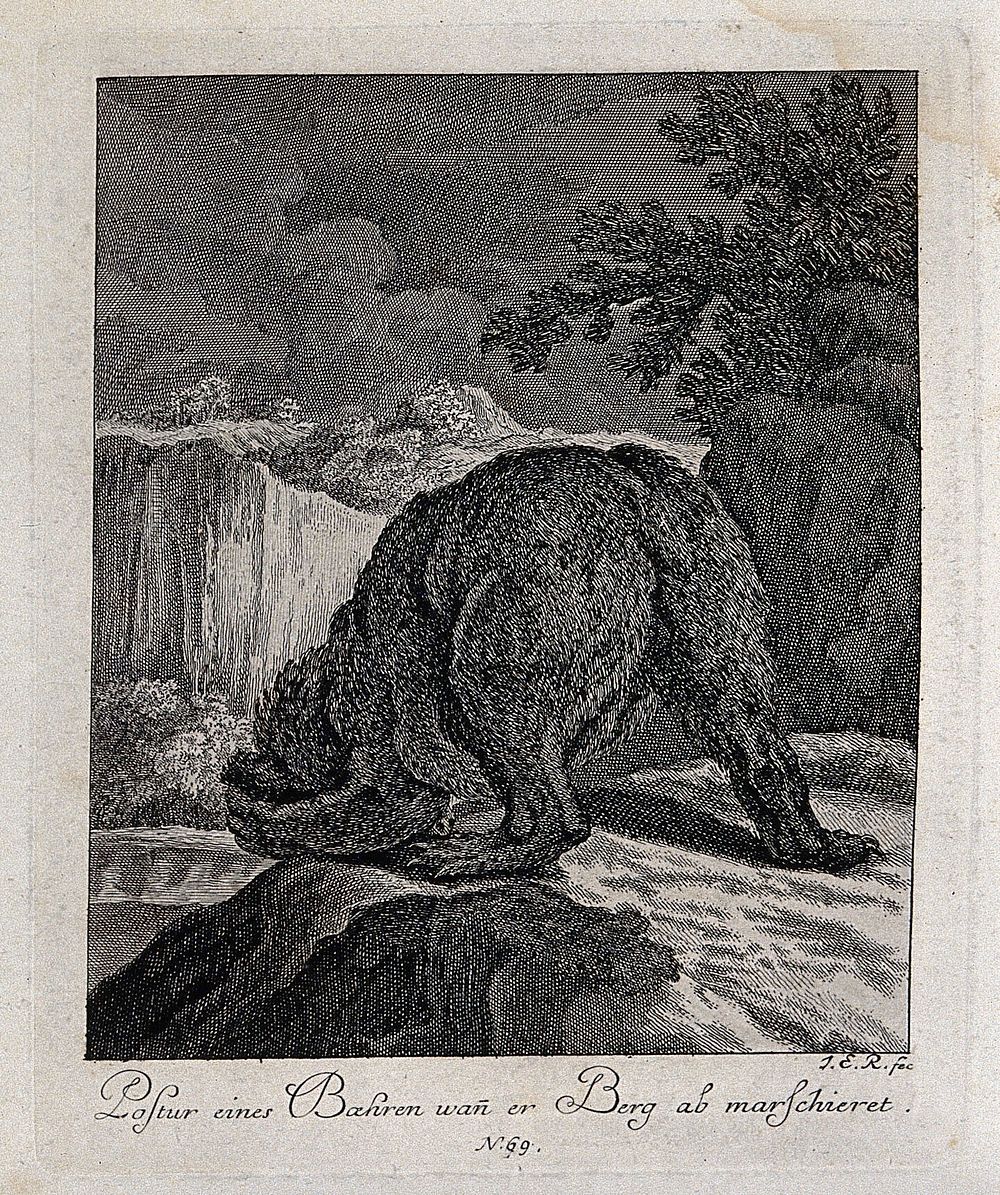 A bear seen from behind climbing down a rocky path. Etching by J. E. Ridinger.