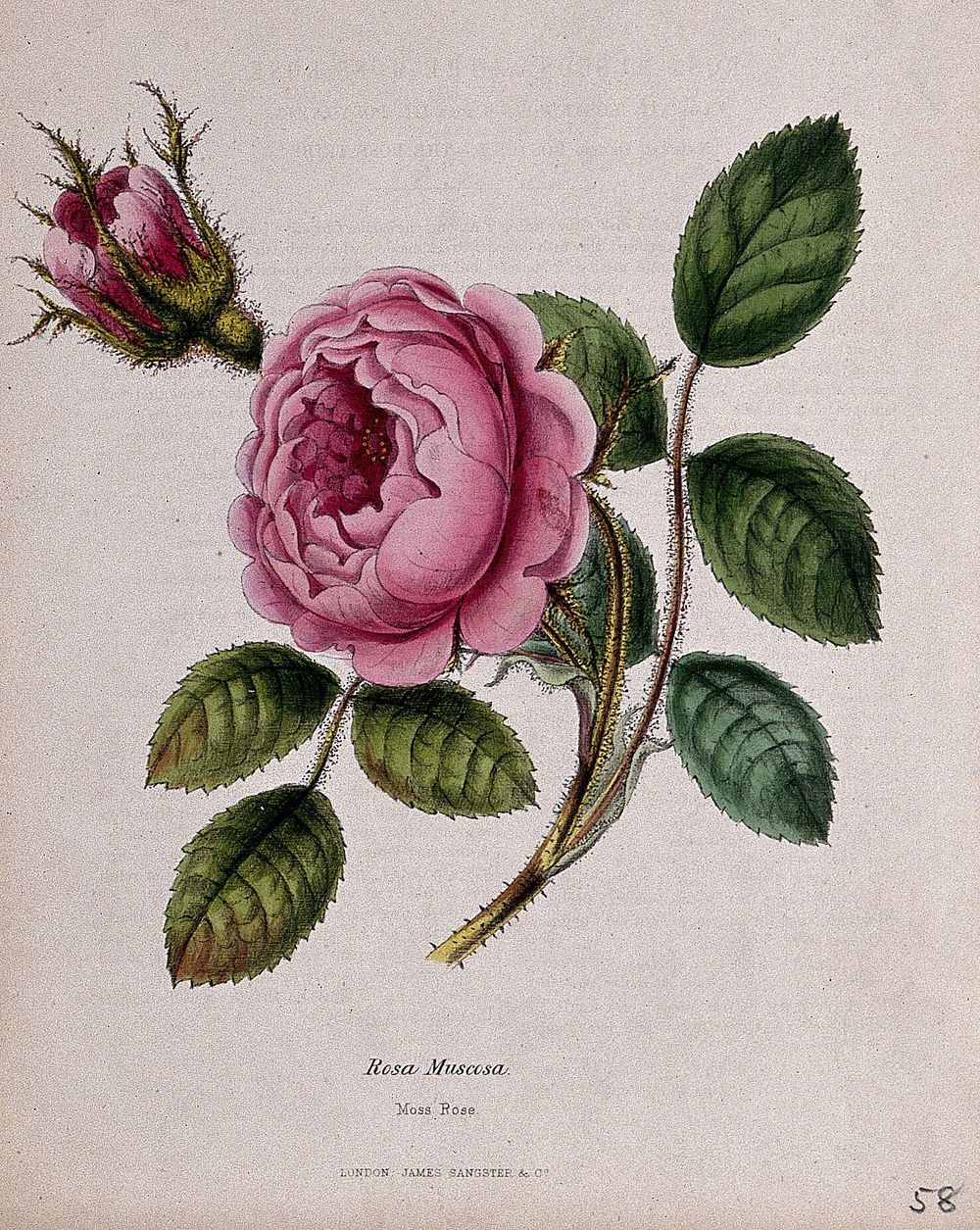 Moss rose (Rosa centifolia 'Muscosa'): flowering stem. Coloured zincograph, c. 1853, after M. Burnett.