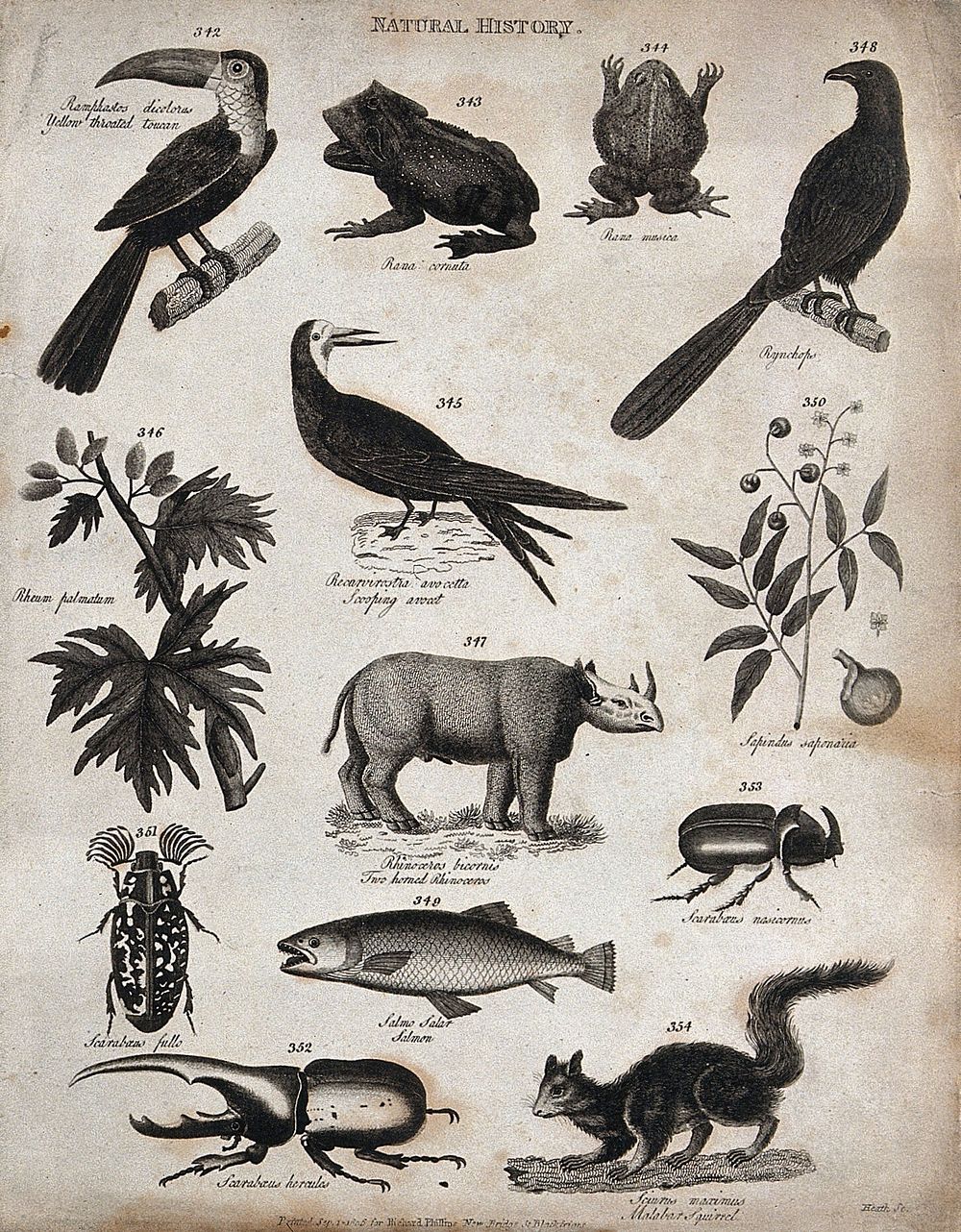 Above, a toucan, two frogs, a bird, an avocet, two sprigs of plants (soapwort and rheum); below, a two horned rhinoceros…