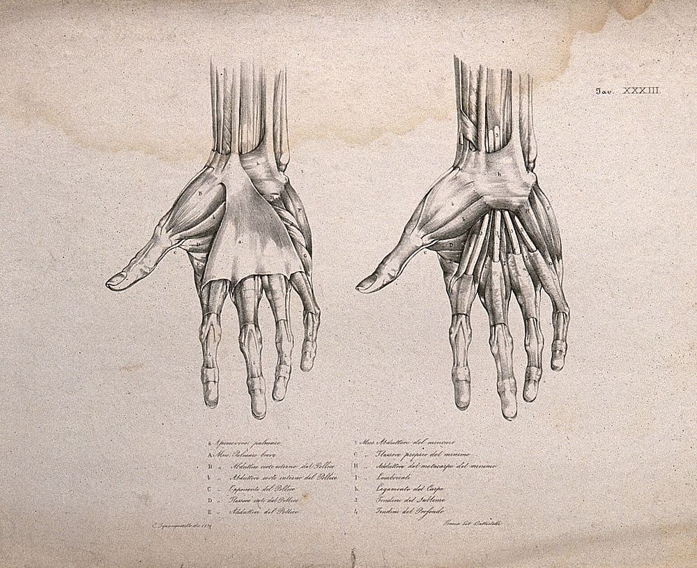 Muscles and bones of the hand: two figures of écorché hands. Lithograph by Battistelli after C. Squanquerillo, 1839.