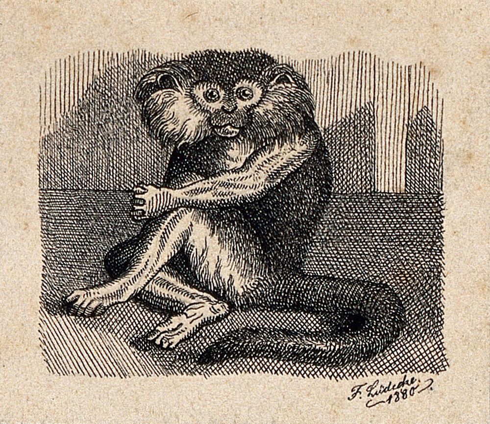 An ape sitting on the floor of its enclosure. Reproduction of an etching by F. Lüdecke.