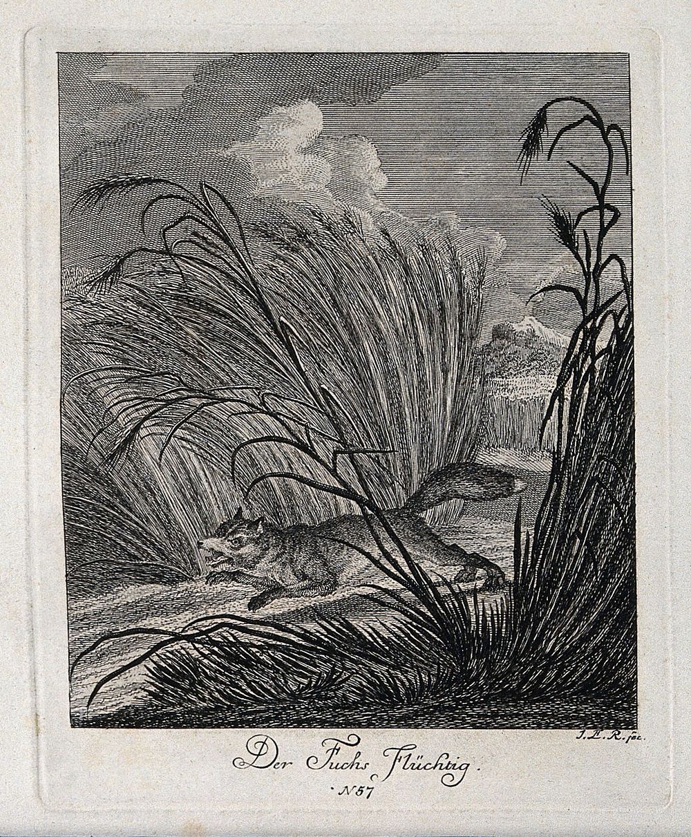 A fox running through reeds near a lake. Etching by J. E. Ridinger.