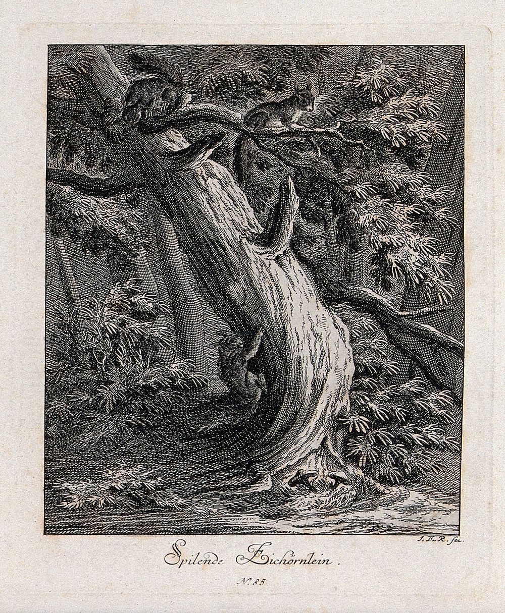 Two red squirrels playing on a tree in a forest. Etching by J. E. Ridinger.