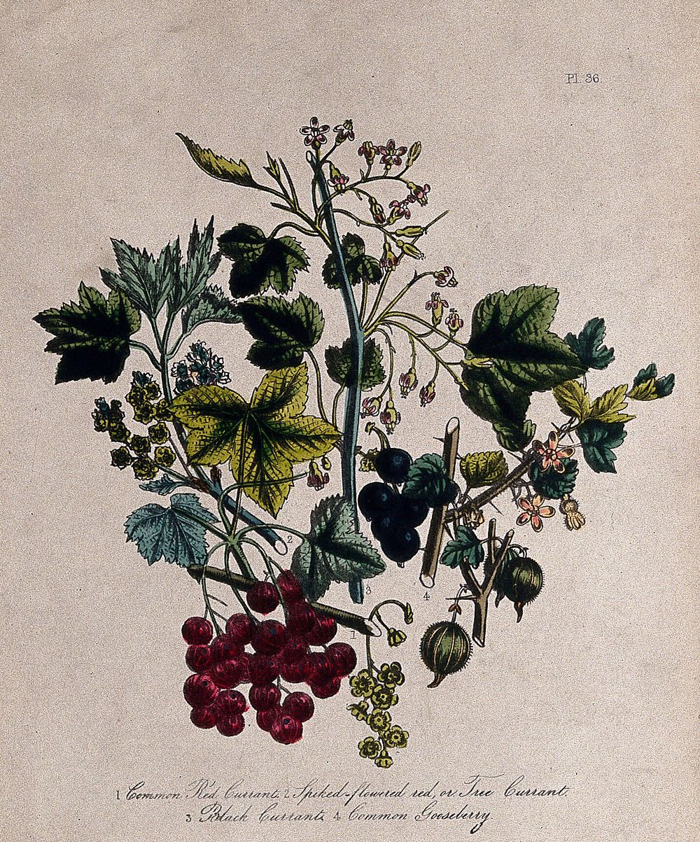 Four British wild flowers and fruit, including red currant (Ribes rubrum), black currant (Ribes nigrum) and gooseberry…