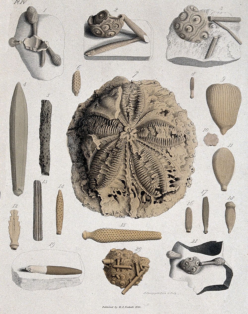 Geology: fossil remains in stone. Coloured engraving by S. Springsguth, 1833.