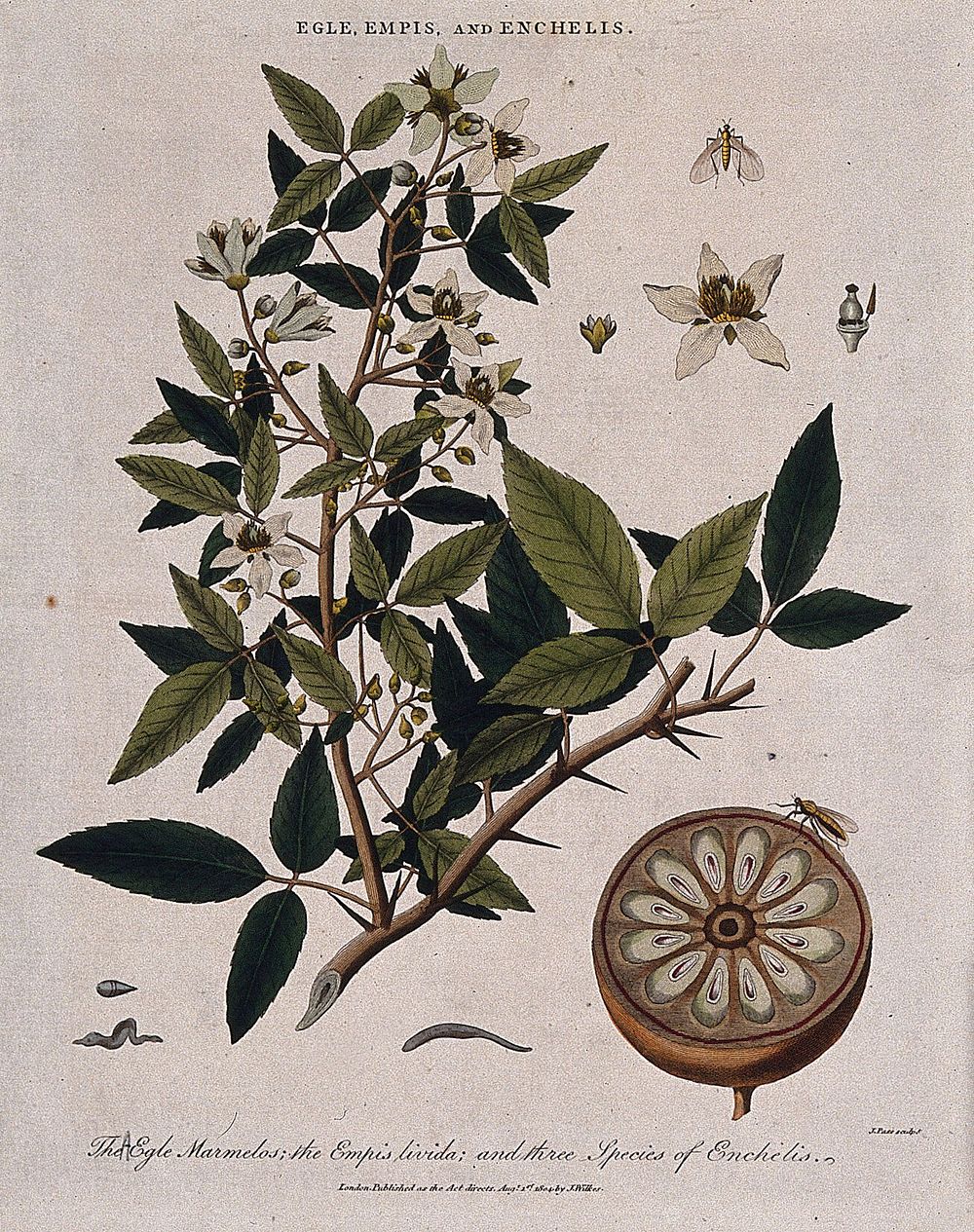 A bael tree (Aegle marmelos) with sectioned fruit, a dancefly (Empis livida) and three worms (Enchelis species). Coloured…