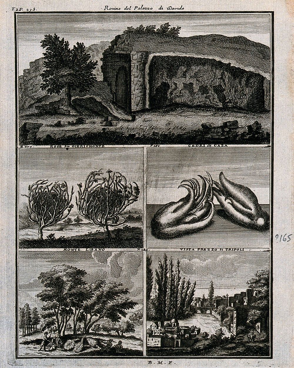 Places and plants from Lebanon, including rose of Jericho and cedars of Gaza. Line engraving after C. de Bruin, c.1704.